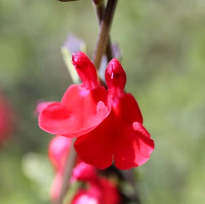 Sauge 'Grahamii'
