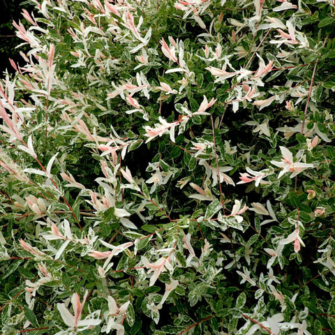 Saule crevette