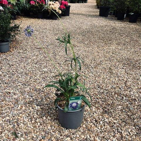 Scabieuse 'Deep Blue'