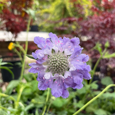 Scabieuse 'Deep Blue'
