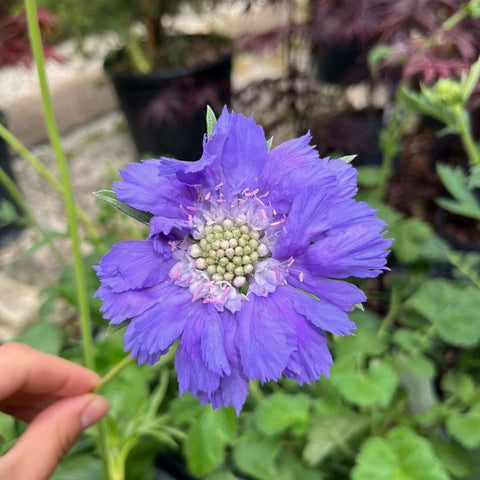 Scabieuse 'Deep Blue'