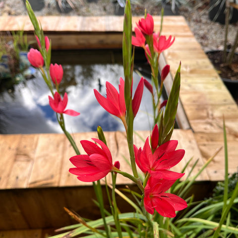 Schizostylis Rubra - Lis des Cafres rouge