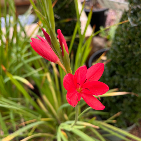 Schizostylis Rubra - Lis des Cafres rouge