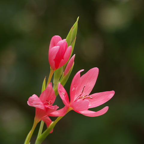 Schizostylis Rosea - Lis des Cafres rose
