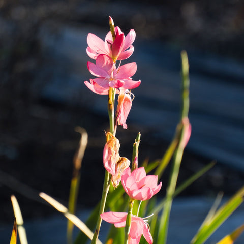 Schizostylis Rosea - Lis des Cafres rose