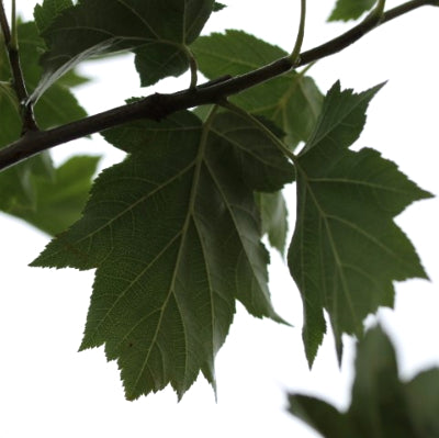 Sorbus 'Torminalis'