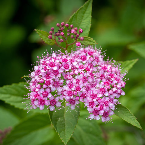 Spirée japonaise Shirobana - Spiraea japonica