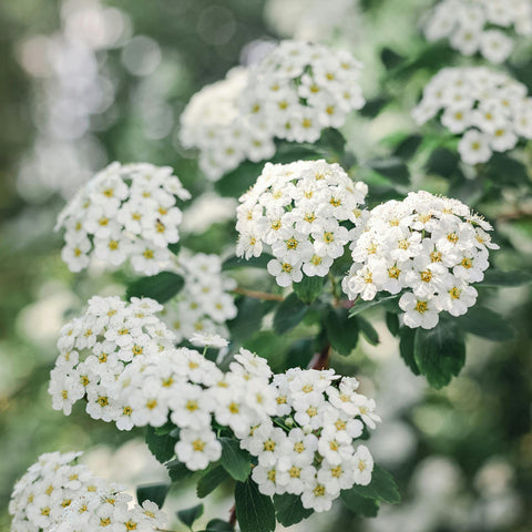 Spirée ‘Arguta’