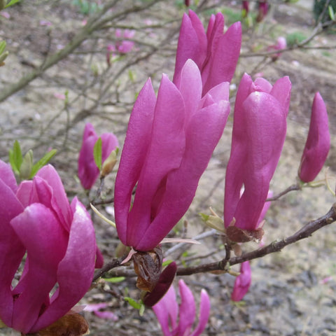 Magnolia Susan