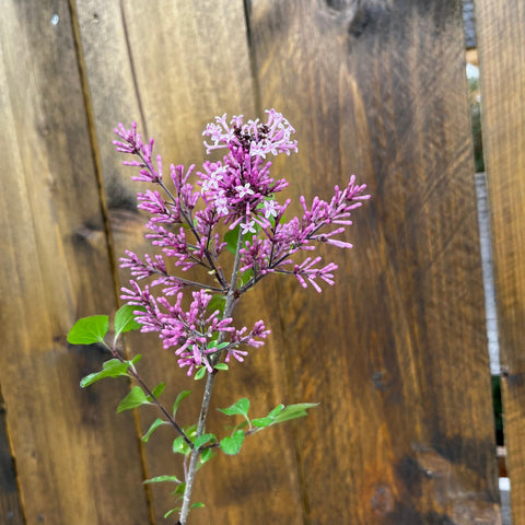 Lilas nain 'Red Pixie'
