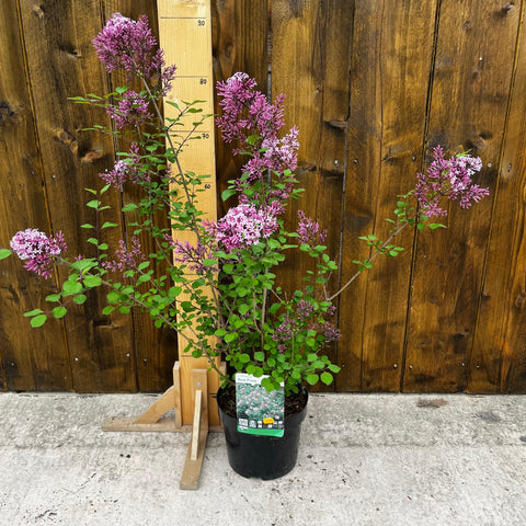Lilas nain 'Red Pixie'