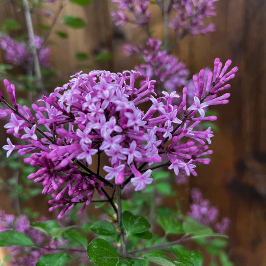 Lilas 'Red Pixie'