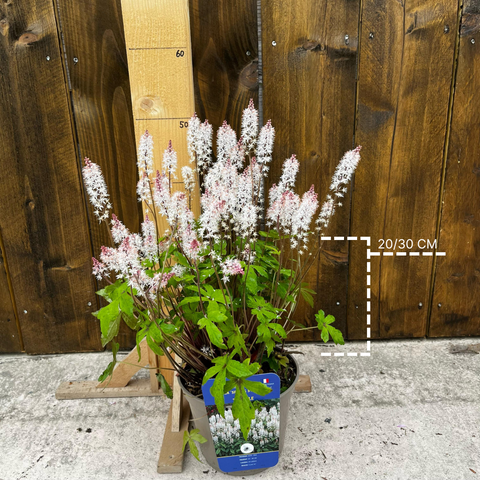 Tiarelle 'Spring Symphony'