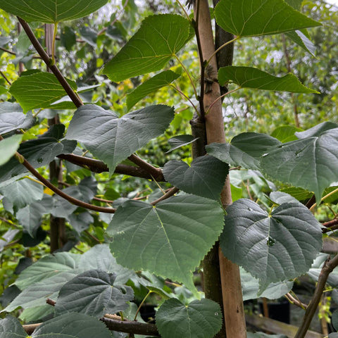 Tilleul grandes feuilles