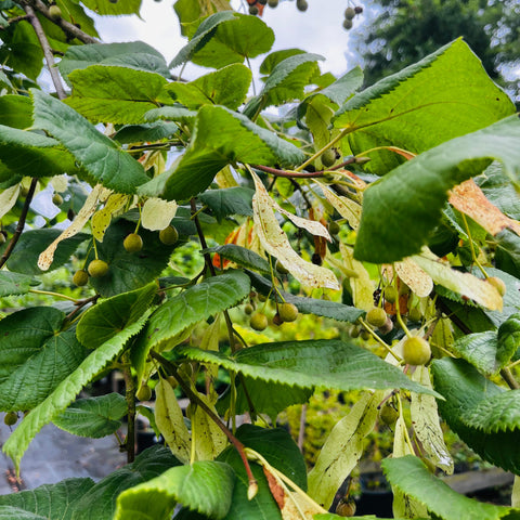 Tilleul grandes feuilles