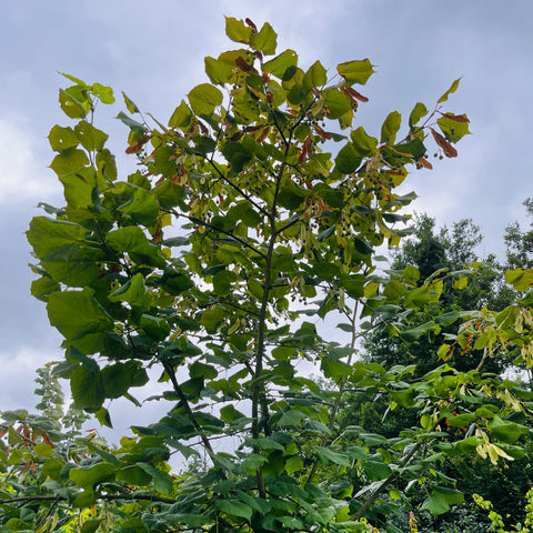 Tilleul grandes feuilles