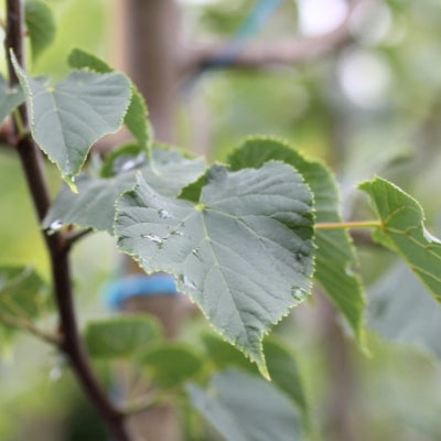 Tilleul à petites feuilles