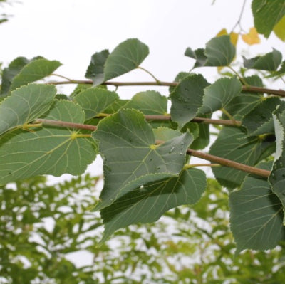 Tilleul à petites feuilles