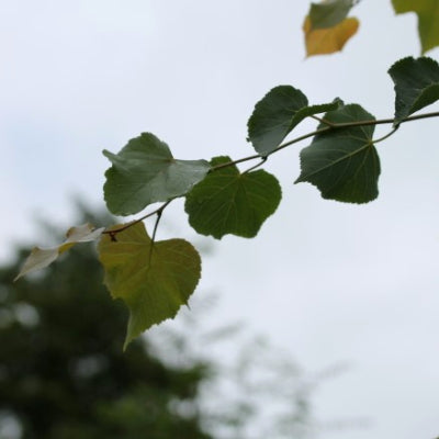 Tilleul à petites feuilles