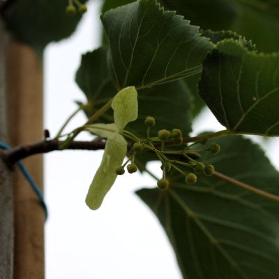 Tilleul à petites feuilles