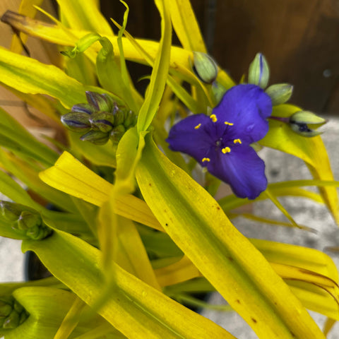 Tradescantia 'blue and gold'