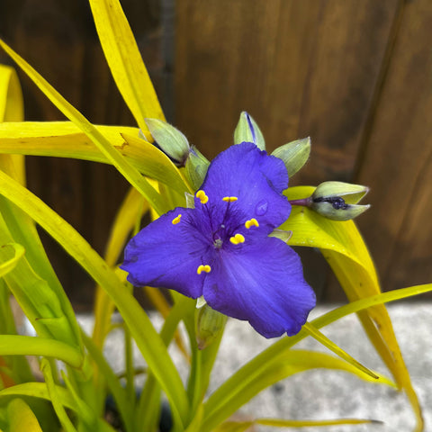Tradescantia 'blue and gold'