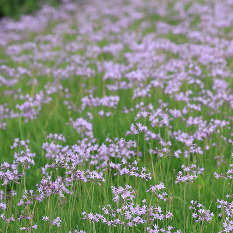 Tulbaghia violacea