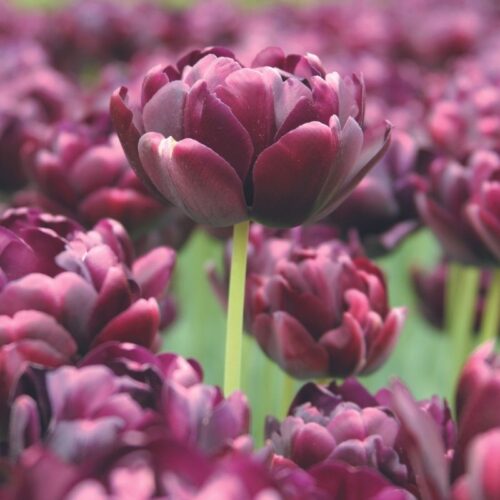 Tulipe 'Alison Bradley'