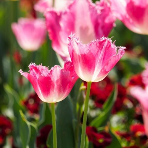 Tulipe 'Joy of spring'