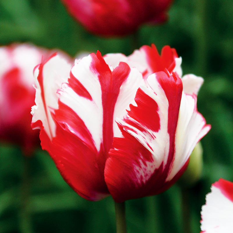 Tulipe 'Estella'