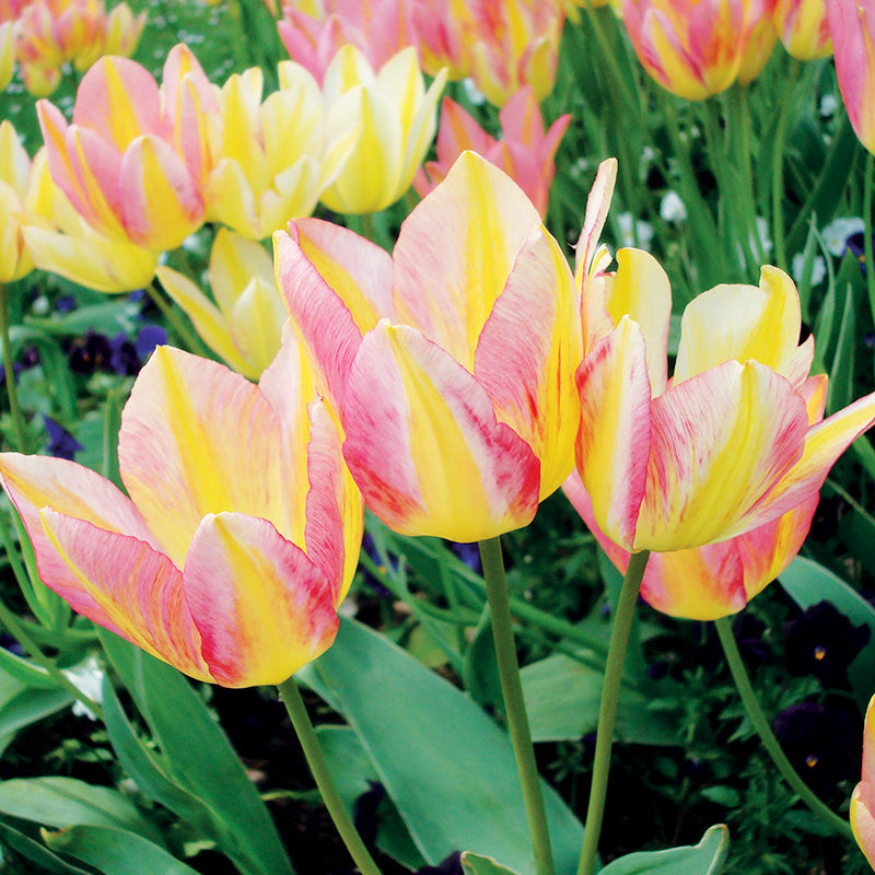 Tulipe 'Antoinette'