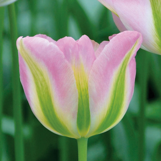 Tulipe 'Groenland'