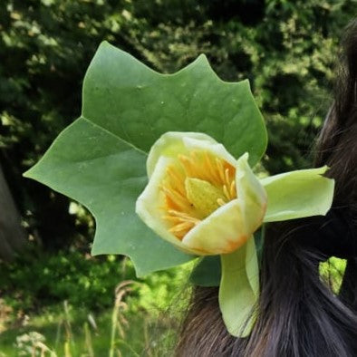 Tulipier de Virginie