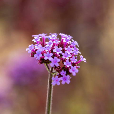 Verveine de Buenos Aires