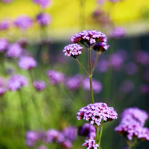 Verveine de Buenos Aires