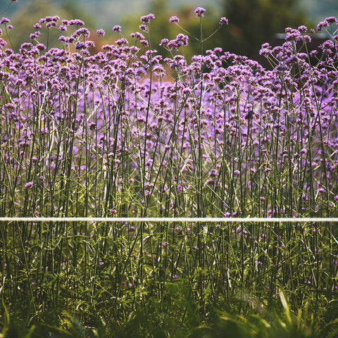 Verveine de Buenos Aires