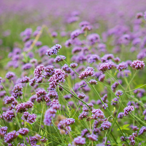 Verveine de Buenos Aires