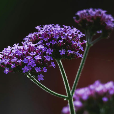 Verveine de Buenos Aires