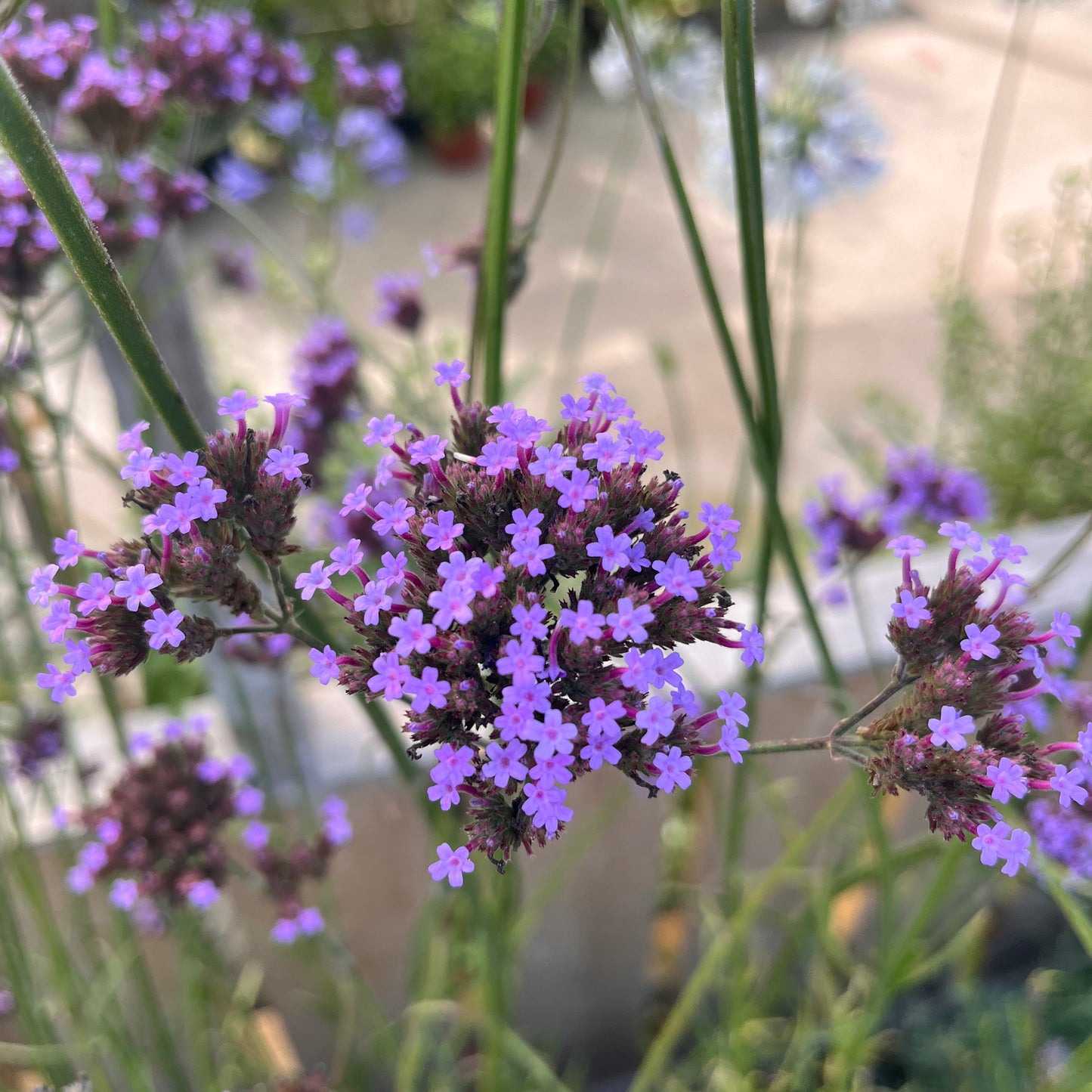 Verveine de Bueno Aires