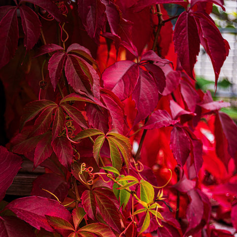 Vigne vierge - Parthenocissus 'muralis'
