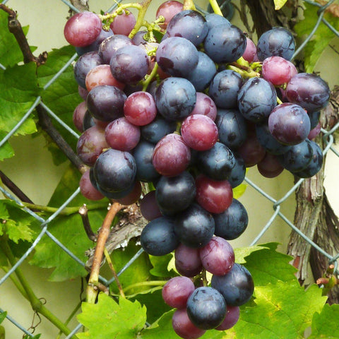 Vigne 'Muscat de Hambourg'