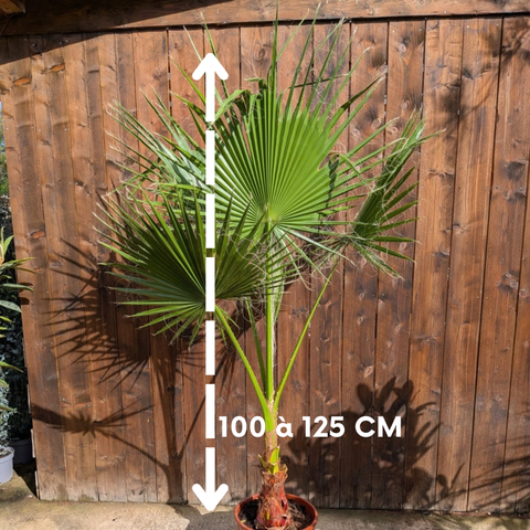 Washingtonia robusta - Palmier du Mexique