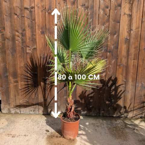 Washingtonia robusta - Palmier du Mexique