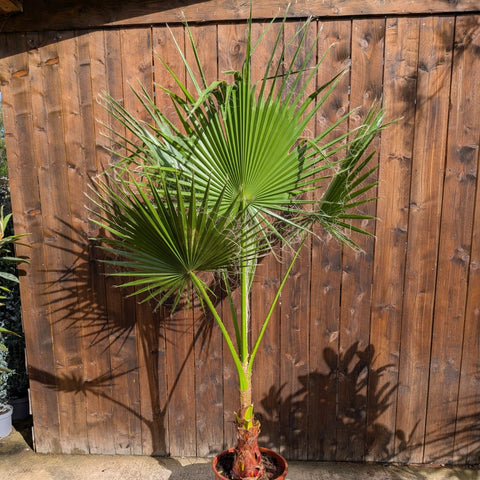 Washingtonia robusta - Palmier du Mexique