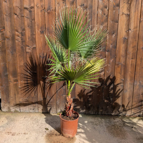 Washingtonia robusta - Palmier du Mexique