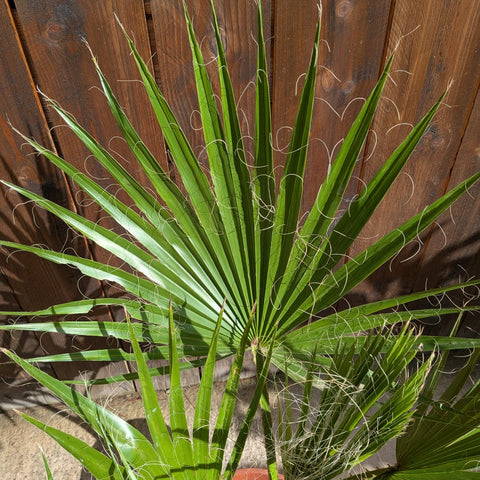 Washingtonia robusta - Palmier du Mexique