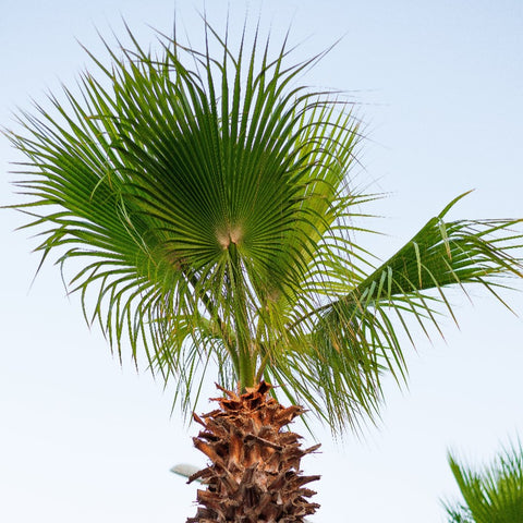 Washingtonia robusta - Palmier du Mexique