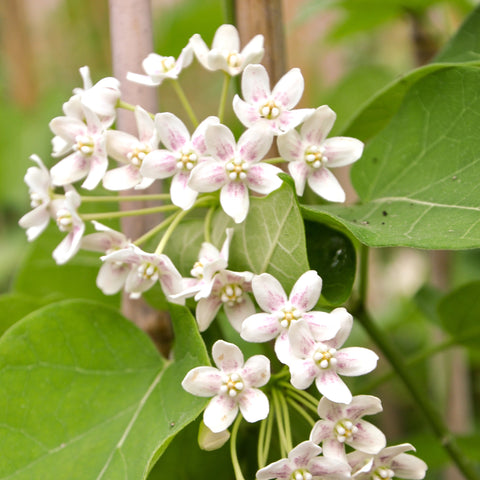 Wattakaka sinensis