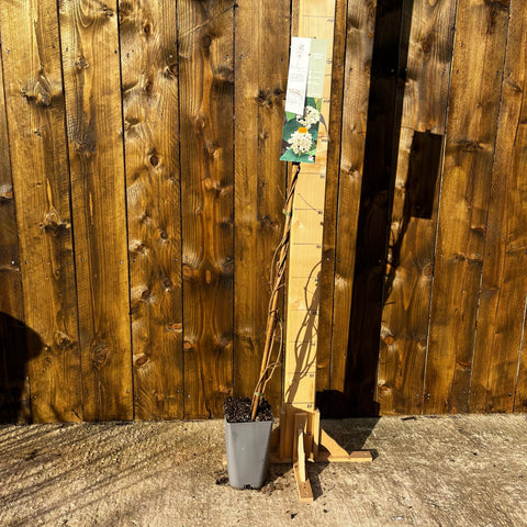 Wattakaka sinensis