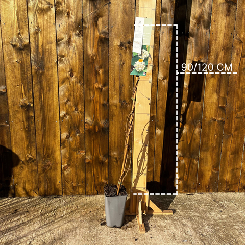 Wattakaka sinensis